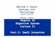 Chapter 23 Digestive System Lecture 11 Part 2: Small Intestine Marieb’s Human Anatomy and Physiology Ninth Edition Marieb  Hoehn
