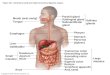 Copyright © 2010 Pearson Education, Inc. Figure 23.1 Alimentary canal and related accessory digestive organs. Mouth (oral cavity) Tongue Esophagus Liver