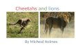 Cheetahs and lions By Micheal Holmes. Cheetah facts Cheetahs are the fastest animals in the world Scientific name is Acinonyx Jubatas Rank is species