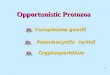 1 Opportunistic Protozoa Toxoplasma gondii Pneumocystis carinii Cryptosporidium