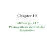 Chapter 10 Cell Energy- ATP Photosynthesis and Cellular Respiration