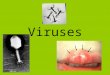 Viruses. What are Viruses? Virus – particles of nucleic acid, protein, and in some cases lipids –Not alive –Do NOT exhibit characteristics of life –Can