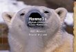 Mammals phylum-Chordata class-Mammalia Dan Meyers Bryce Wilson