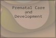 Prenatal Care and Development. Prior to getting pregnant Take Prenatal vitamins Eat Folic Acid Stop smoking (if you smoke) Stop drinking & drugs (most