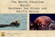 The North Aleutian Basin: Northern Sea Otters and Pacific Walrus R. Davis, TAMU Marine Mammals Management Office U.S. Fish & Wildlife Service Region 7