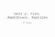 Unit 2: Fish, Amphibians, Reptiles 8 days. September 10 th : Chordata and Vertebrata Chordates are animals that have internal notochords. Most are vertebrates,