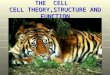 THE CELL CELL THEORY,STRUCTURE AND FUNCTION. Discovery of the Cell Discovery of the Cell The invention of the microscope made the discovery of the cell