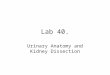 Lab 40. Urinary Anatomy and Kidney Dissection. Urinary Anatomy Kidneys: filters blood, produces urine Ureters: convey urine to bladder Bladder: holding