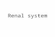 Renal system. Urogenital System Functions  Filtering of blood, Removal of wastes and metabolites  Regulation of – blood volume and composition – blood