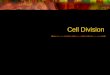 Cell Division. Why divide? Characteristic of life Continuity Growth (zygote → multicellular org) Repair, renewal, replacement