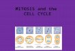 MITOSIS and the CELL CYCLE. Cell Cycle vs. Mitosis Cell cycle= life cycle of a cell; growth, division, etc. Mitosis= one step of the cell cycle; division