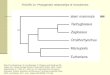FIGURE 01: Phylogenetic relationships of monotremes Data from Westerman, M. and Edwards, D. Platypus and Echidnas (ML Augee, ed.). Royal Zoology Society