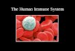 The Human Immune System. Immunology Immune system is composed of different cells and molecules. Immunology is the knowledge of immune response study and