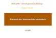 Paraxial and Intermediate Mesoderm Lange BIOL 370 – Developmental Biology Topic #14