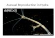 Asexual Reproduction in Hydra. Hydra “budding” a form of asexual reproduction