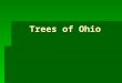 Trees of Ohio. Maples ( Acer ) Red Maple  3 shallow lobes  Dull green above, whitish and fuzzy beneath  Red, orange and yellow in the fall