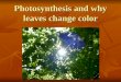 Photosynthesis and why leaves change color. PHOTOSYNTHESIS – process by which green plants, some bacteria and some protist change light energy and use