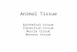 Animal Tissue Epithelial tissue Connective tissue Muscle tissue Nervous tissue