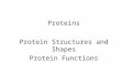 Proteins Protein Structures and Shapes Protein Functions