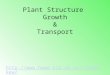 Plant Structure Growth & Transport jimaskew