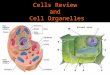 Cells Review and Cell Organelles. Review: Two Types of Cells Prokaryotic cells –Have no nucleus –No membrane bound organelles –Evolved 3.5 billion years