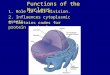 Functions of the Nucleus 1. Role in cell division. 2. Influences cytoplasmic events. 3. Contains codes for protein synthesis