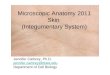 Microscopic Anatomy 2011 Skin (Integumentary System) Jennifer Carbrey, Ph.D. jennifer.carbrey@duke.edu Department of Cell Biology