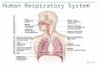 Human Respiratory System Figure 10.1. Components of the Upper Respiratory Tract Figure 10.2