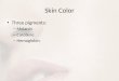 Skin Color Three pigments: – Melanin – Carotene – Hemoglobin