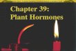 Figure 39.0 A grass seedling growing toward a candle’s light Chapter 39: Plant Hormones