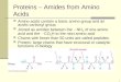 1 Proteins – Amides from Amino Acids Amino acids contain a basic amino group and an acidic carboxyl group Joined as amides between the  NH 2 of one amino