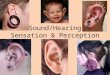 Sound/Hearing Sensation & Perception. Characteristics of Sound Frequency – corresponds to the perceptual term pitch