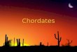 Chordates. ◊What is a chordate? 1. Has either a backbone or a notochord (vertebrate) 2. Can either be an ectotherm or an endotherm ◊What is a chordate?