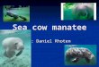 Sea cow manatee By: Daniel Rhoten. Were do the sea cows go during the winter Manatees can be found in shallow, slow-moving rivers, estuaries, saltwater