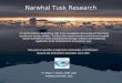 Narwhal Tusk Research An interdisciplinary, multicultural High Arctic investigation discovering and describing narwhal tusk sensory abilities. The team