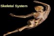 Skeletal System. The skeletal System... What are the general components of the skeletal system? What does the skeletal system do for you & how does it