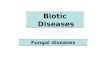 Biotic Diseases Fungal diseases. Powdery Scab of Potatoes caused by Spongospora subterranea