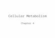 Cellular Metabolism Chapter 4. Protein Synthesis How DNA works