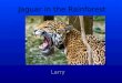 Jaguar in the Rainforest Larry. Introduction Rainforest are important. Rainforest are located near the equator. Rainforest have heat and rain. They are