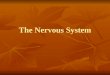 The Nervous System. Divisions of the Nervous System Nervous System Central NSPeripheral NS Afferent Efferent Somatic Autonomic Sympathetic Parasympathetic