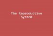 The Reproductive System. The Male Reproductive System The male reproductive system includes two testes, two epididymides, two vasa deferenta, the urethra,