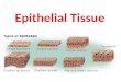 Epithelial Tissue. Cells and Tissues  Cells are the building blocks of all living things  Tissues are groups of cells that are similar in structure