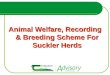 Animal Welfare, Recording & Breeding Scheme For Suckler Herds