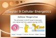 Chapter 9 Cellular Energetics. Energy Production This chapter deals with the catabolic pathways that break down organic molecules for the production