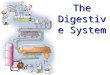 The Digestive System. Provide the body w/nutrients, water and electrolytes. The organs of this system are responsible for: Food ingestion Digestion