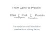 From Gene to Protein Transcription and Translation Mechanisms of Regulation DNA  RNA  Protein Transcription Translation