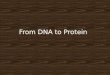 From DNA to Protein. Remember Genes On Chromosomes??? Some genes contain the instructions to make a protein