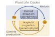 Plant Life Cycles Plant Evolution Descendants from green algae (~450mya) –C–Contain cellulose in cell walls –C–Contain chlorophyll –S–Starch stored Land