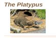 The Platypus. Platypus = the word means flat foot