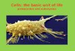 Cells: the basic unit of life prokaryotes and eukaryotes